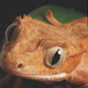 Meet your Posher, Laina